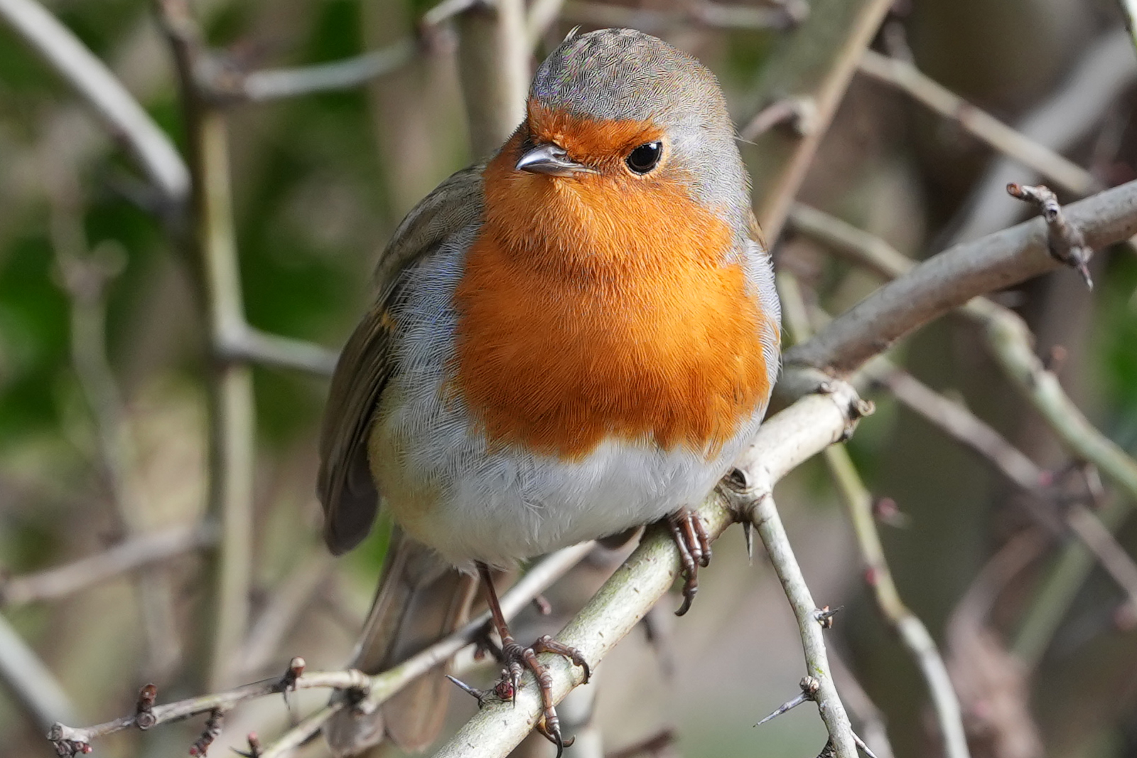 Bir şubedeki bir robin fotoğrafı, Sony A1 II aynasız kamera ve Sony FE 28-70mm F2 Gm lens ile