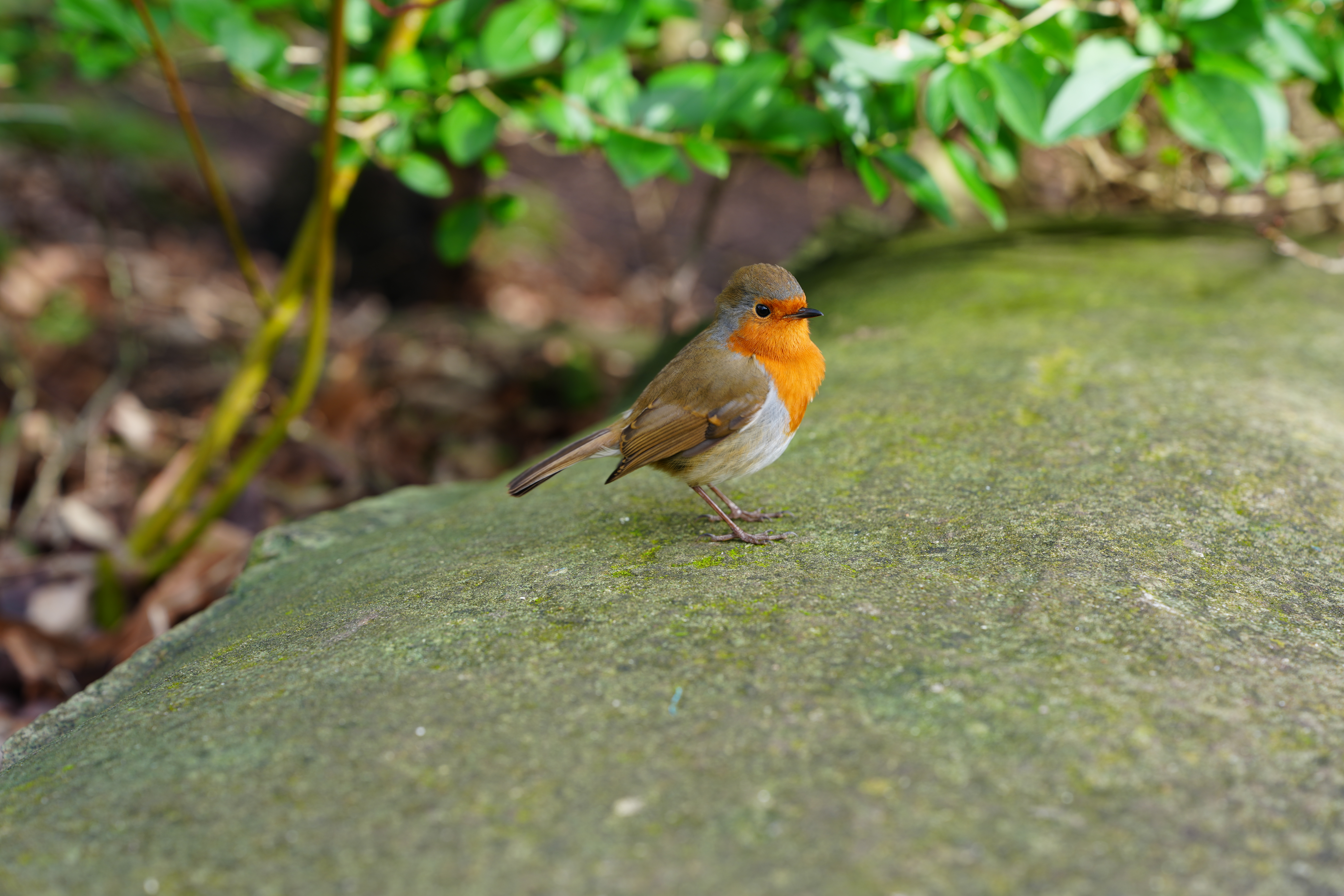 Bir Robin'in bir fotoğrafı, Sony A1 II Aynasız Kamera ve Sony FE 28-70mm F2 GM lens