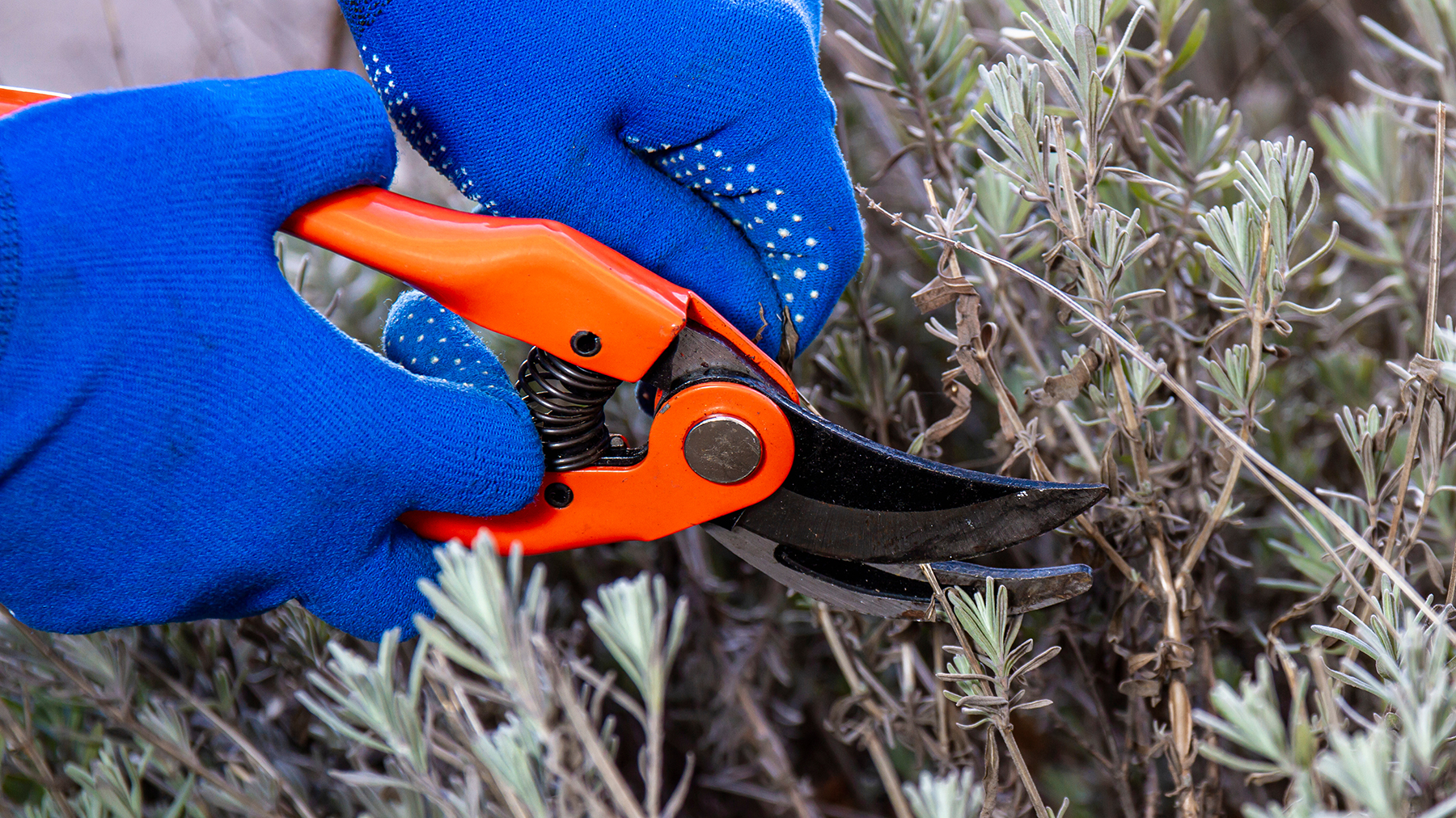 Turuncu Secateurs ile Lavanta Budama Mavi Bahçecilik Eldivenleri giyen kişi