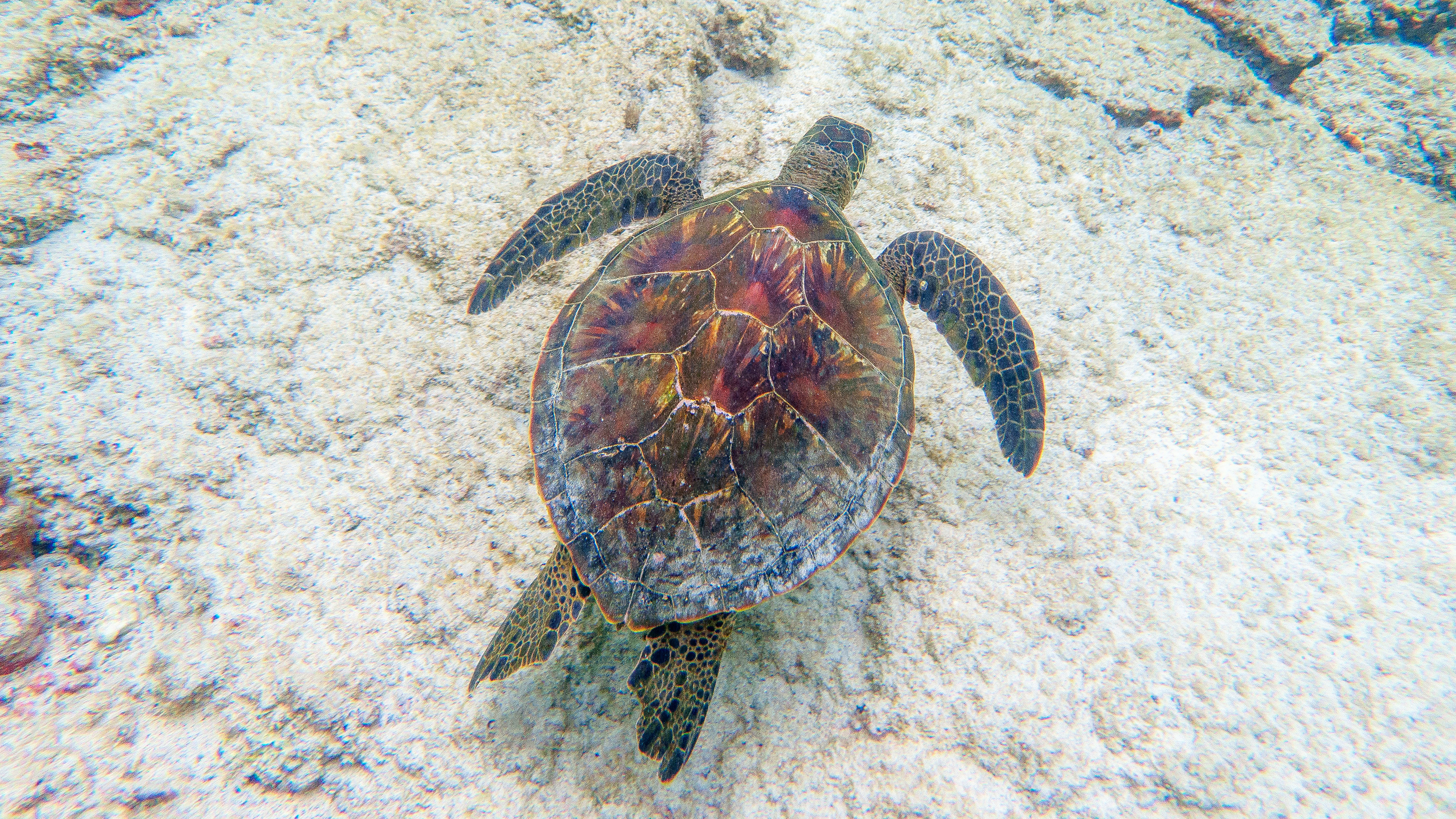 Hawaii'de şnorkelle yatarken TG yazarı Dan Bracaglia tarafından yakalanan bir deniz kaplumbağasının sualtı fotoğrafı