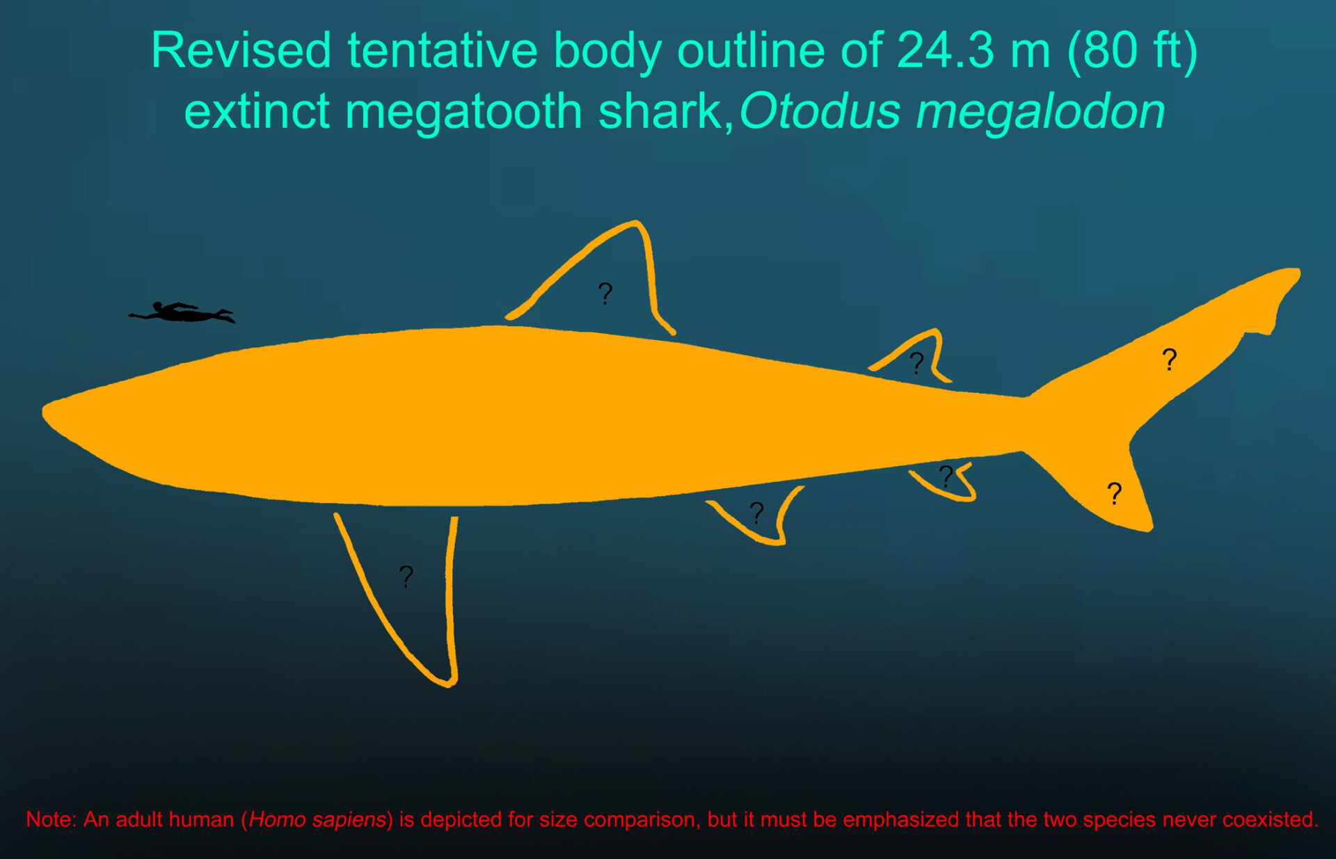 İllüstrasyonforpressRelease (revisedMegalodonbiology) AMARRGOD 10 Mart 2025 1201am GMT'ye kadar