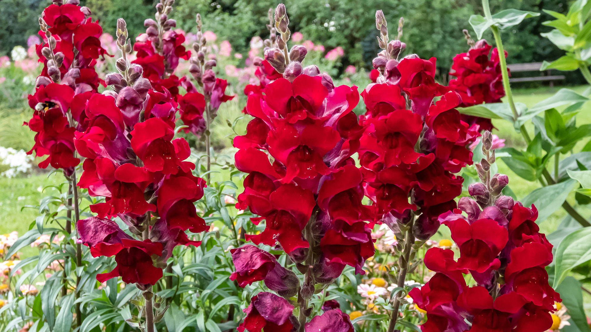 Snapdragon (Antirrhinum majus) Koyu kırmızı çiçeklerle çiçek açan roket alev