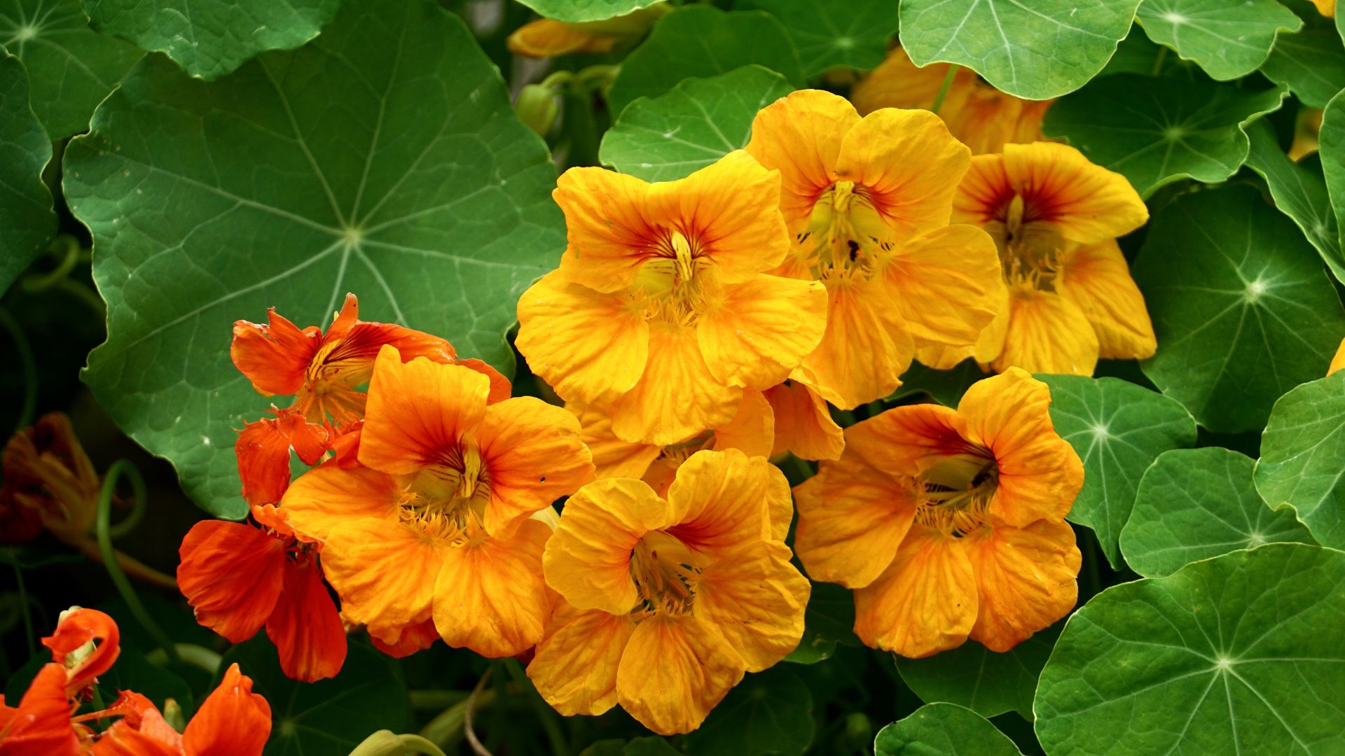 Nasturtium turuncu ve kırmızı