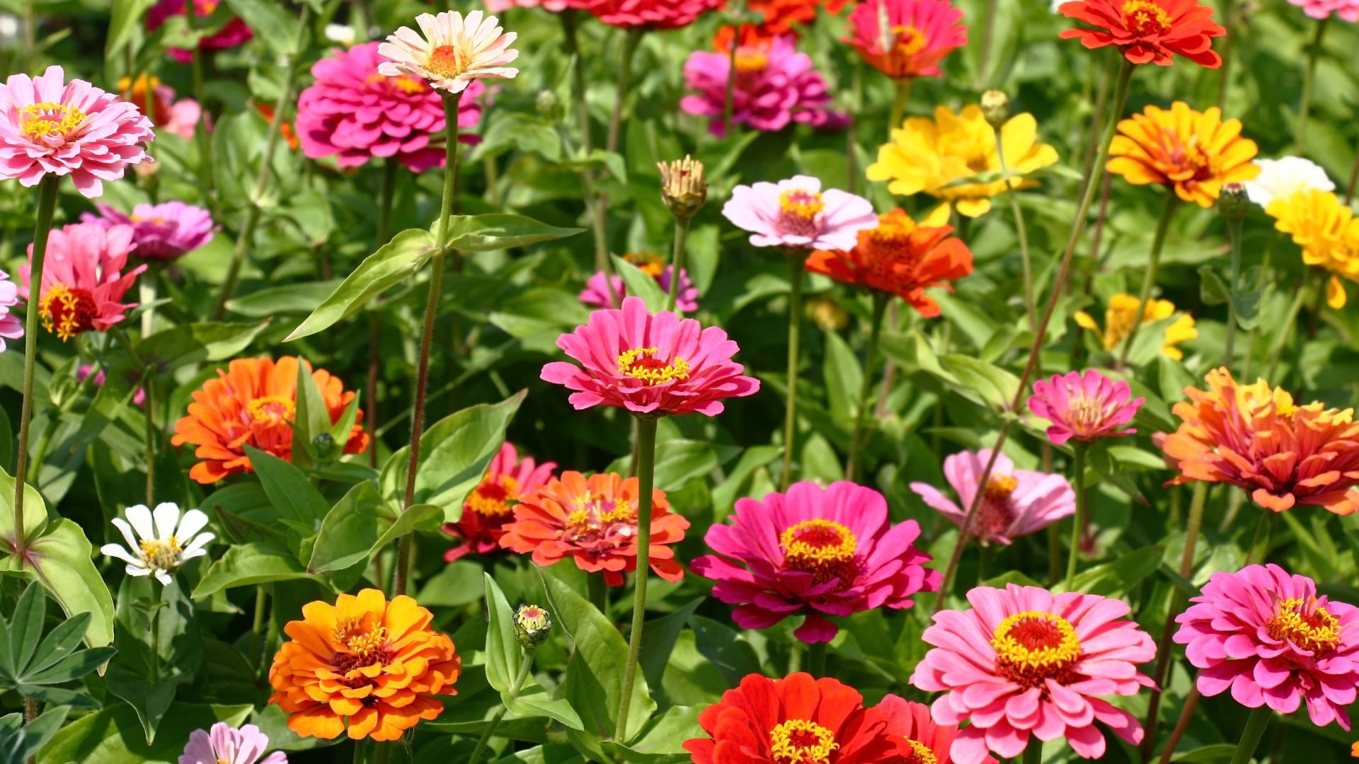 Zinnias çeşitli renklerde