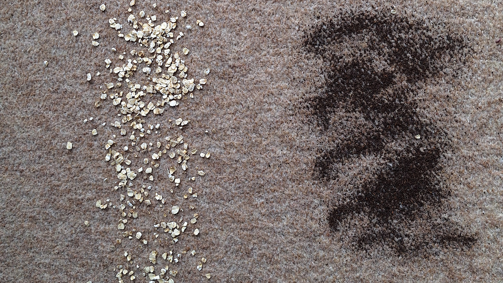 Carpet with tea and oats sprinkled on it, ahead of suction test