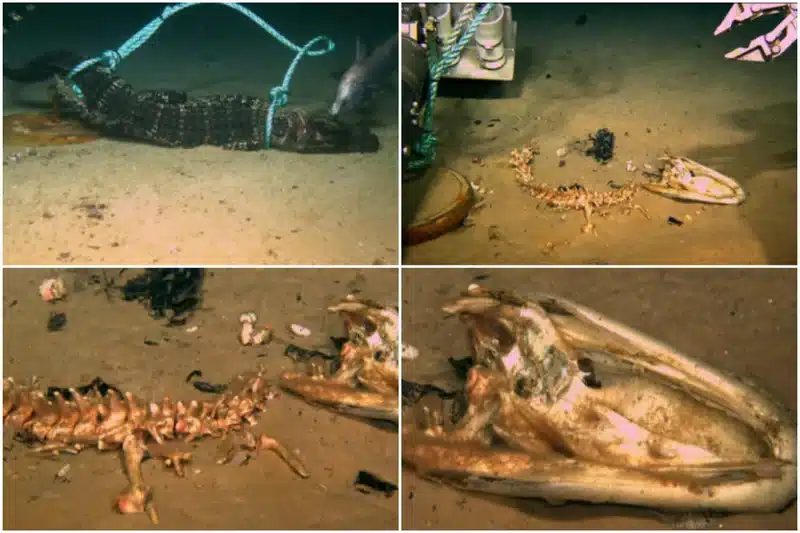 Alligator Drop Before and After