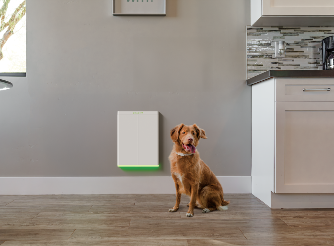 Pawport kapısının önünde bir köpek